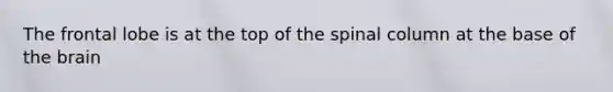 The frontal lobe is at the top of the spinal column at the base of <a href='https://www.questionai.com/knowledge/kLMtJeqKp6-the-brain' class='anchor-knowledge'>the brain</a>