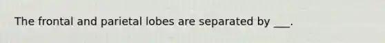 The frontal and parietal lobes are separated by ___.