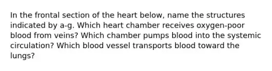 In the frontal section of the heart below, name the structures indicated by a-g. Which heart chamber receives oxygen-poor blood from veins? Which chamber pumps blood into the systemic circulation? Which blood vessel transports blood toward the lungs?