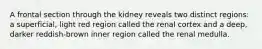 A frontal section through the kidney reveals two distinct regions: a superficial, light red region called the renal cortex and a deep, darker reddish-brown inner region called the renal medulla.