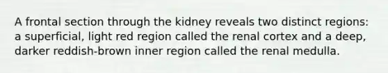 A frontal section through the kidney reveals two distinct regions: a superficial, light red region called the renal cortex and a deep, darker reddish-brown inner region called the renal medulla.