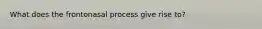 What does the frontonasal process give rise to?