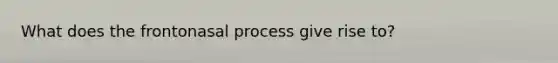 What does the frontonasal process give rise to?