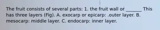 The fruit consists of several parts: 1. the fruit wall or _______ This has three layers (Fig). A. exocarp or epicarp: .outer layer. B. mesocarp: middle layer. C. endocarp: inner layer.