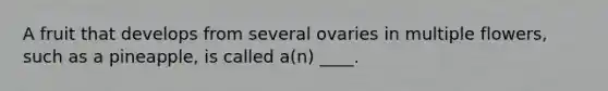 A fruit that develops from several ovaries in multiple flowers, such as a pineapple, is called a(n) ____.