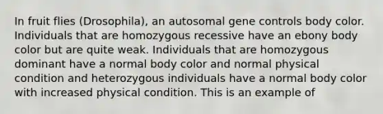 In fruit flies (Drosophila), an autosomal gene controls body color. Individuals that are homozygous recessive have an ebony body color but are quite weak. Individuals that are homozygous dominant have a normal body color and normal physical condition and heterozygous individuals have a normal body color with increased physical condition. This is an example of