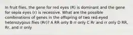 In fruit flies, the gene for red eyes (R) is dominant and the gene for sepia eyes (r) is recessive. What are the possible combinations of genes in the offspring of two red-eyed heterozygous flies (Rr)? A RR only B rr only C Rr and rr only D RR, Rr, and rr only