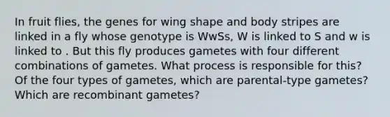 In fruit flies, the genes for wing shape and body stripes are linked in a fly whose genotype is WwSs, W is linked to S and w is linked to . But this fly produces gametes with four different combinations of gametes. What process is responsible for this? Of the four types of gametes, which are parental-type gametes? Which are recombinant gametes?