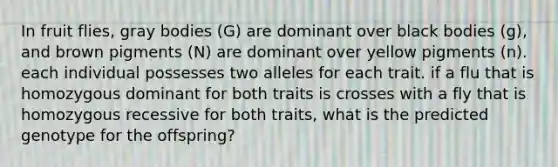 In fruit flies, gray bodies (G) are dominant over black bodies (g), and brown pigments (N) are dominant over yellow pigments (n). each individual possesses two alleles for each trait. if a flu that is homozygous dominant for both traits is crosses with a fly that is homozygous recessive for both traits, what is the predicted genotype for the offspring?