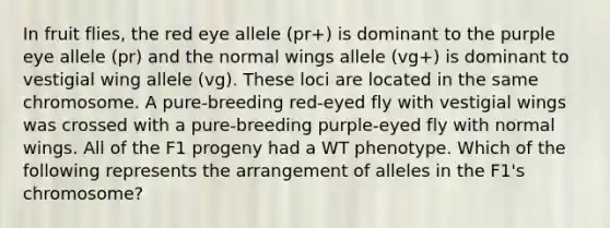 In fruit flies, the red eye allele (pr+) is dominant to the purple eye allele (pr) and the normal wings allele (vg+) is dominant to vestigial wing allele (vg). These loci are located in the same chromosome. A pure-breeding red-eyed fly with vestigial wings was crossed with a pure-breeding purple-eyed fly with normal wings. All of the F1 progeny had a WT phenotype. Which of the following represents the arrangement of alleles in the F1's chromosome?