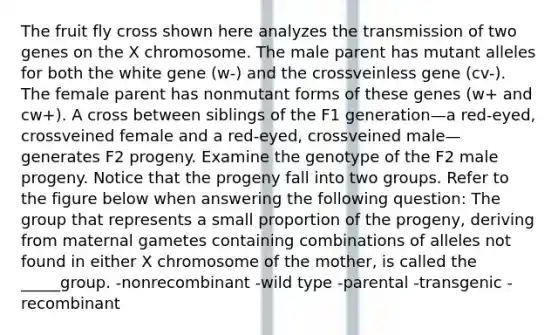 The fruit fly cross shown here analyzes the transmission of two genes on the X chromosome. The male parent has mutant alleles for both the white gene (w-) and the crossveinless gene (cv-). The female parent has nonmutant forms of these genes (w+ and cw+). A cross between siblings of the F1 generation—a red-eyed, crossveined female and a red-eyed, crossveined male—generates F2 progeny. Examine the genotype of the F2 male progeny. Notice that the progeny fall into two groups. Refer to the figure below when answering the following question: The group that represents a small proportion of the progeny, deriving from maternal gametes containing combinations of alleles not found in either X chromosome of the mother, is called the _____group. -nonrecombinant -wild type -parental -transgenic -recombinant