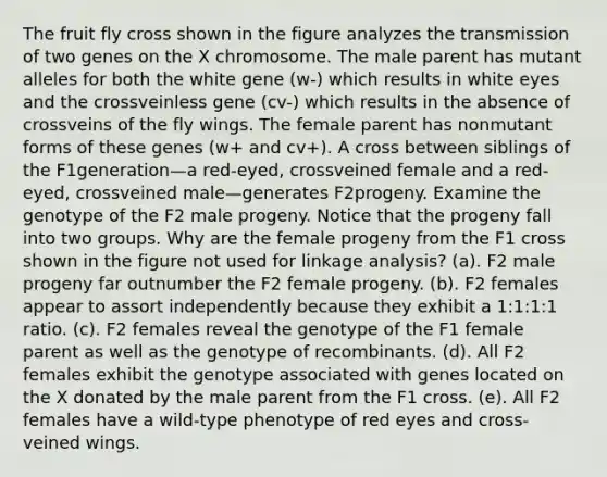 The fruit fly cross shown in the figure analyzes the transmission of two genes on the X chromosome. The male parent has mutant alleles for both the white gene (w-) which results in white eyes and the crossveinless gene (cv-) which results in the absence of crossveins of the fly wings. The female parent has nonmutant forms of these genes (w+ and cv+). A cross between siblings of the F1generation—a red-eyed, crossveined female and a red-eyed, crossveined male—generates F2progeny. Examine the genotype of the F2 male progeny. Notice that the progeny fall into two groups. Why are the female progeny from the F1 cross shown in the figure not used for linkage analysis? (a). F2 male progeny far outnumber the F2 female progeny. (b). F2 females appear to assort independently because they exhibit a 1:1:1:1 ratio. (c). F2 females reveal the genotype of the F1 female parent as well as the genotype of recombinants. (d). All F2 females exhibit the genotype associated with genes located on the X donated by the male parent from the F1 cross. (e). All F2 females have a wild-type phenotype of red eyes and cross-veined wings.