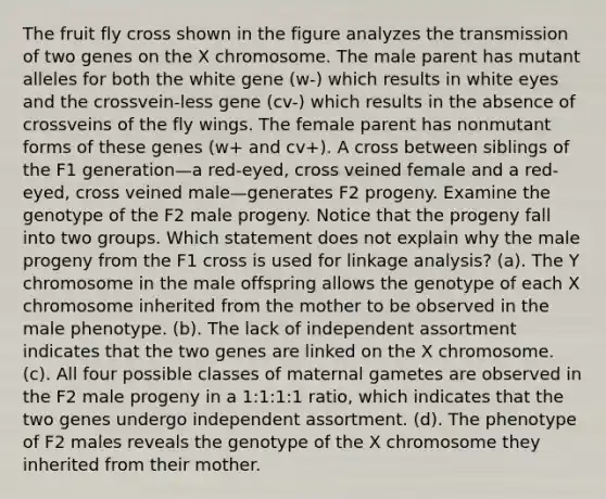 The fruit fly cross shown in the figure analyzes the transmission of two genes on the X chromosome. The male parent has mutant alleles for both the white gene (w-) which results in white eyes and the crossvein-less gene (cv-) which results in the absence of crossveins of the fly wings. The female parent has nonmutant forms of these genes (w+ and cv+). A cross between siblings of the F1 generation—a red-eyed, cross veined female and a red-eyed, cross veined male—generates F2 progeny. Examine the genotype of the F2 male progeny. Notice that the progeny fall into two groups. Which statement does not explain why the male progeny from the F1 cross is used for linkage analysis? (a). The Y chromosome in the male offspring allows the genotype of each X chromosome inherited from the mother to be observed in the male phenotype. (b). The lack of independent assortment indicates that the two genes are linked on the X chromosome. (c). All four possible classes of maternal gametes are observed in the F2 male progeny in a 1:1:1:1 ratio, which indicates that the two genes undergo independent assortment. (d). The phenotype of F2 males reveals the genotype of the X chromosome they inherited from their mother.