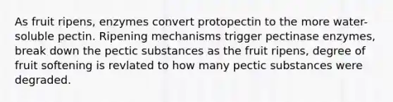 As fruit ripens, enzymes convert protopectin to the more water-soluble pectin. Ripening mechanisms trigger pectinase enzymes, break down the pectic substances as the fruit ripens, degree of fruit softening is revlated to how many pectic substances were degraded.