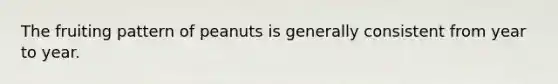 The fruiting pattern of peanuts is generally consistent from year to year.