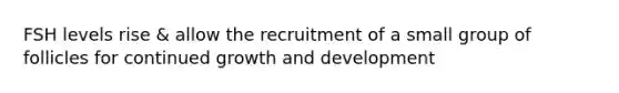 FSH levels rise & allow the recruitment of a small group of follicles for continued growth and development