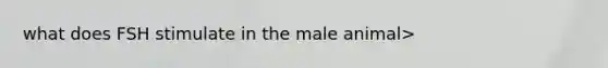 what does FSH stimulate in the male animal>