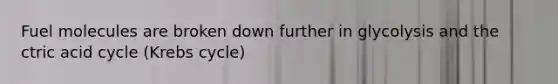 Fuel molecules are broken down further in glycolysis and the ctric acid cycle (Krebs cycle)