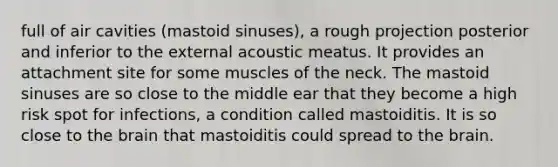 full of air cavities (mastoid sinuses), a rough projection posterior and inferior to the external acoustic meatus. It provides an attachment site for some muscles of the neck. The mastoid sinuses are so close to the middle ear that they become a high risk spot for infections, a condition called mastoiditis. It is so close to the brain that mastoiditis could spread to the brain.