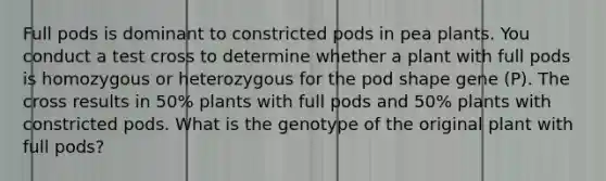 Full pods is dominant to constricted pods in pea plants. You conduct a test cross to determine whether a plant with full pods is homozygous or heterozygous for the pod shape gene (P). The cross results in 50% plants with full pods and 50% plants with constricted pods. What is the genotype of the original plant with full pods?