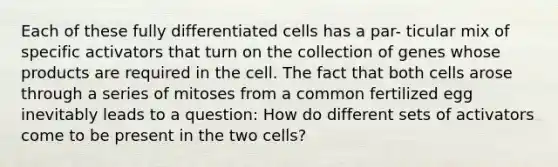 Each of these fully differentiated cells has a par- ticular mix of specific activators that turn on the collection of genes whose products are required in the cell. The fact that both cells arose through a series of mitoses from a common fertilized egg inevitably leads to a question: How do different sets of activators come to be present in the two cells?