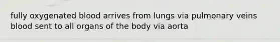 fully oxygenated blood arrives from lungs via pulmonary veins blood sent to all organs of the body via aorta