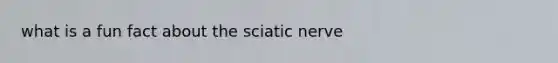 what is a fun fact about the sciatic nerve