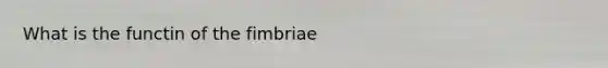 What is the functin of the fimbriae