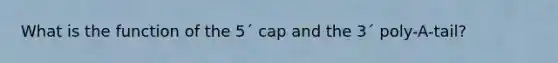 What is the function of the 5´ cap and the 3´ poly-A-tail?