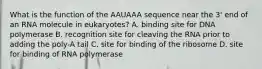 What is the function of the AAUAAA sequence near the 3' end of an RNA molecule in eukaryotes? A. binding site for DNA polymerase B. recognition site for cleaving the RNA prior to adding the poly-A tail C. site for binding of the ribosome D. site for binding of RNA polymerase