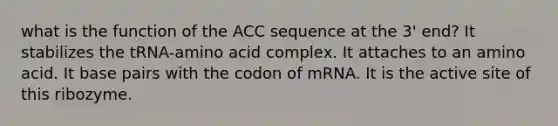 what is the function of the ACC sequence at the 3' end? It stabilizes the tRNA-amino acid complex. It attaches to an amino acid. It base pairs with the codon of mRNA. It is the active site of this ribozyme.