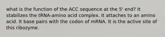 what is the function of the ACC sequence at the 5' end? It stabilizes the tRNA-amino acid complex. It attaches to an amino acid. It base pairs with the codon of mRNA. It is the active site of this ribozyme.