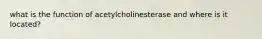 what is the function of acetylcholinesterase and where is it located?