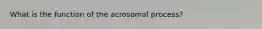 What is the function of the acrosomal process?