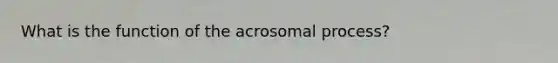 What is the function of the acrosomal process?