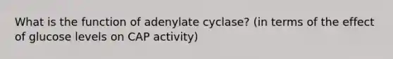 What is the function of adenylate cyclase? (in terms of the effect of glucose levels on CAP activity)