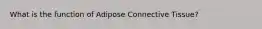 What is the function of Adipose Connective Tissue?