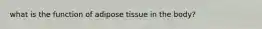 what is the function of adipose tissue in the body?