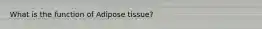 What is the function of Adipose tissue?