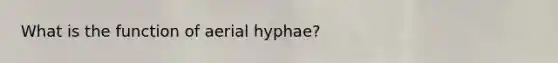 What is the function of aerial hyphae?