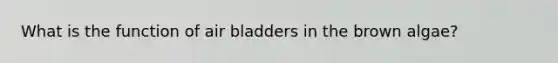 What is the function of air bladders in the brown algae?