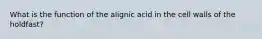 What is the function of the alignic acid in the cell walls of the holdfast?