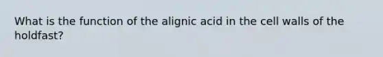 What is the function of the alignic acid in the cell walls of the holdfast?