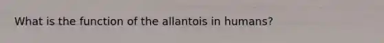 What is the function of the allantois in humans?