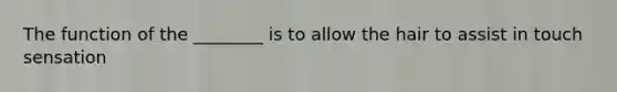 The function of the ________ is to allow the hair to assist in touch sensation