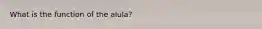 What is the function of the alula?