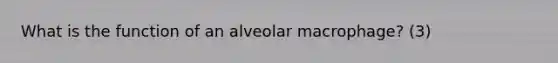 What is the function of an alveolar macrophage? (3)