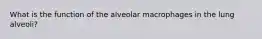 What is the function of the alveolar macrophages in the lung alveoli?