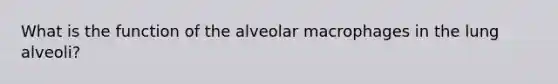 What is the function of the alveolar macrophages in the lung alveoli?