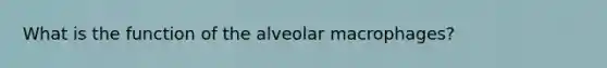 What is the function of the alveolar macrophages?